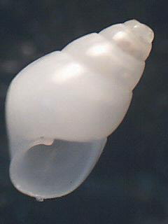 Odostomia sps